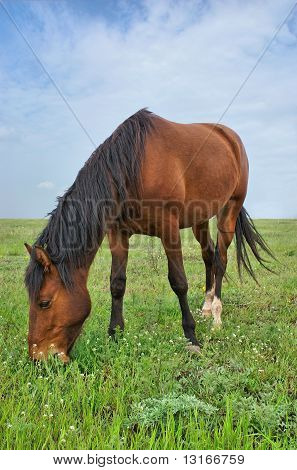 Cavallo al prato