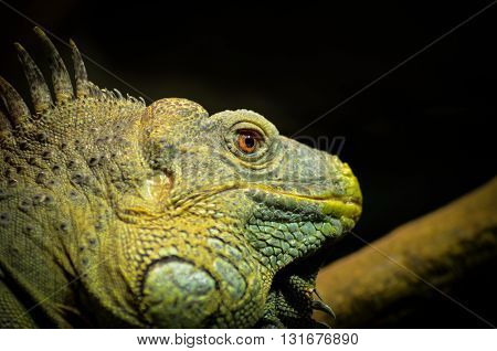 The Green Lizard was really a hypnotizing creature when looked from close.