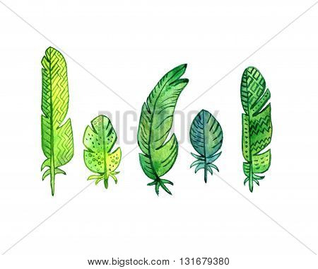 set of watercolor drawing green feathers, ornate color plumelet isolated at white background, hand drawn elements