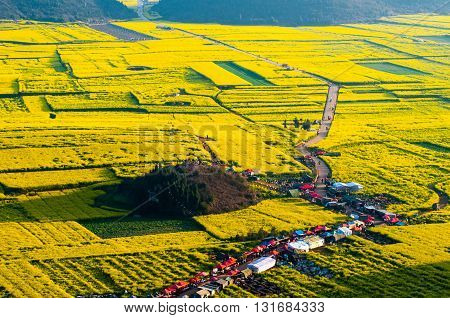 Yellow rapeseed flower field in Luoping, China