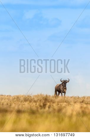 Lone wildebeest in the wild Serengeti national park