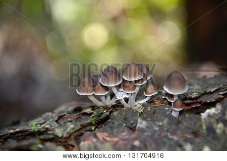 Fairy ink cap fungi (Coprinellus) growing on a rotting tree stump
