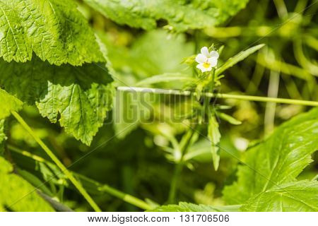 Viola Arvensis (field Pansy).