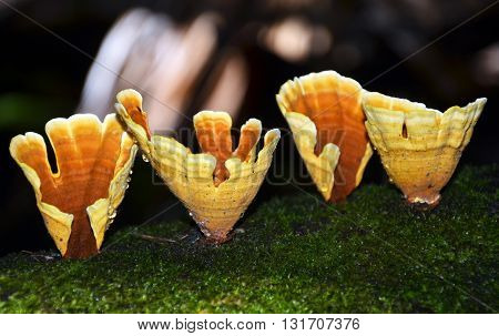 Golden cups of the bracket fungi Stereum ostrea growing on a mossy tree in the rainforest