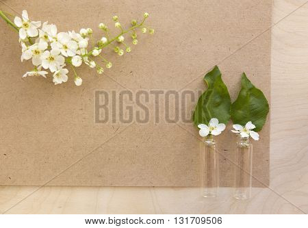 Flowers bird-cherry with blank sheet of old paper. Bird-cherry flowers in small bottles. Photo for label, calendar, posters, wallpapers, mock-ups. Vintage cardboard.