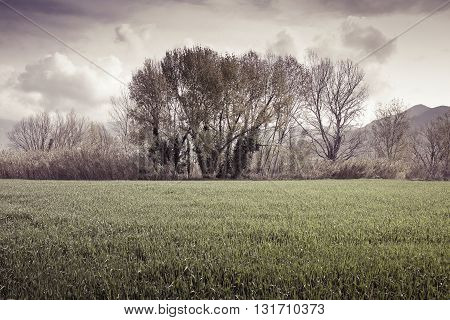 Isolated trees in a wheatfield before a rainstorm - (Tuscany - Italy) toned image
