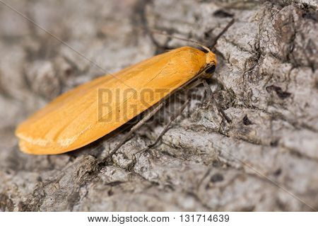 Orange footman moth (Eilema sororcula). Brightly coloured insect in the family Erebidae associated with beech and oak woodland