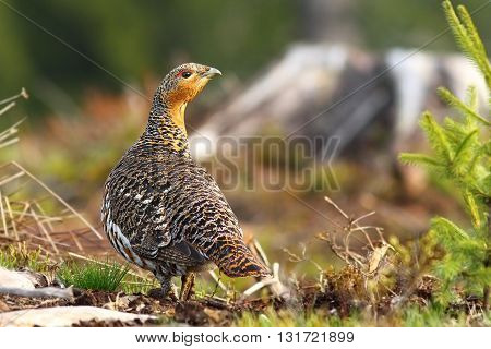 beautiful capercaillie hen on mountain forest ( Tetrao urogallus female )