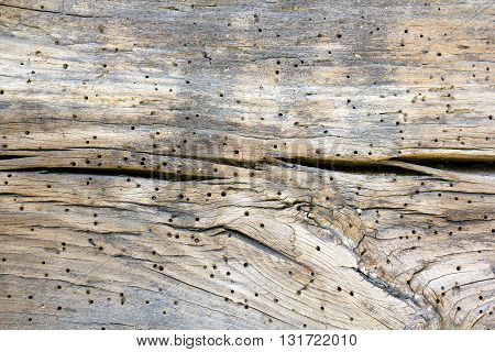 detail of insect attack on construction wood ( Lyctus brunneus the brown powderpost beetle or brown lyctus beetle )