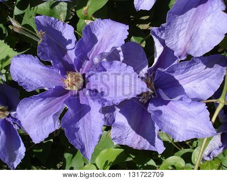 Clematis 'Kamila' purple two big flowers .