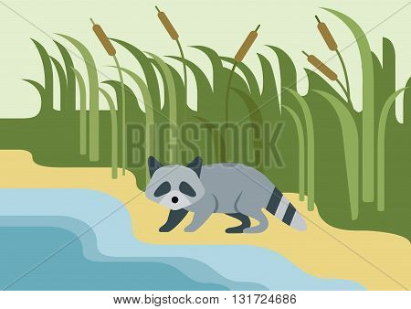 Raccoon flat design cartoon vector wild animal