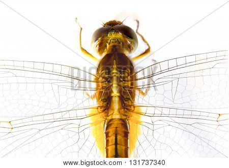 top view macro Dragonfly on white background