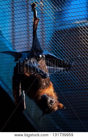 Lyle's flying fox (Pteropus lylei). Wild life animal. 