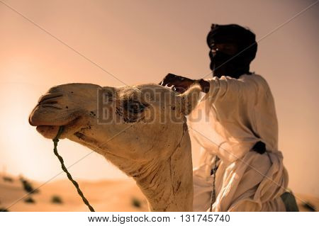 TIMBUKTU, MALI, 02-SEPTEMBER-2011. Tuareg his camel in a camp near the city of Timbuktu