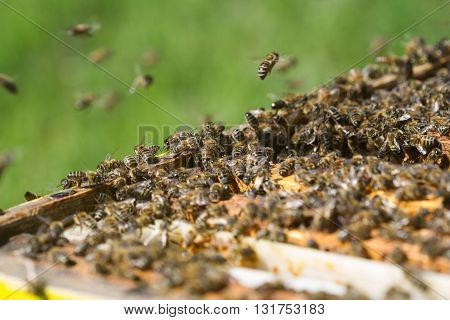 Horizontal close up of bees flying around the beehive