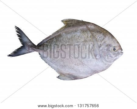 Black pomfret fish isolated on white background.