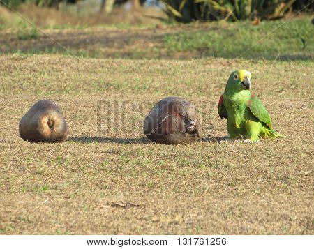 bird, naturale pure colombian farm, pace and love