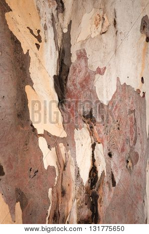 Blakely's Red Gum, Eucalyptus blakelyi, peeling bark