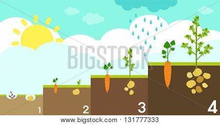 planting growth process backround with carrot and potato