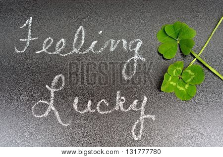 Feeling Lucky concept, five 5 leaf and four 4 leaf clover.  Conceptual symbol sign of luck.
