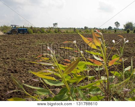 Clearing eucalyptus tree and Soil preparation by tractor