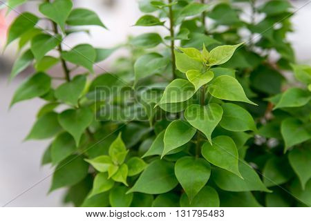 Close-up detail of cordate-shaped leaves arranged into stalks. Abstract nature shapes and patterns.