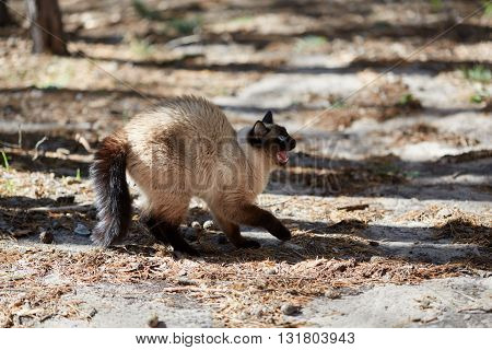 Siamese cat was frightened and hisses in the forest.