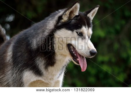 Close up of a watchful Husky - Dog Portrait