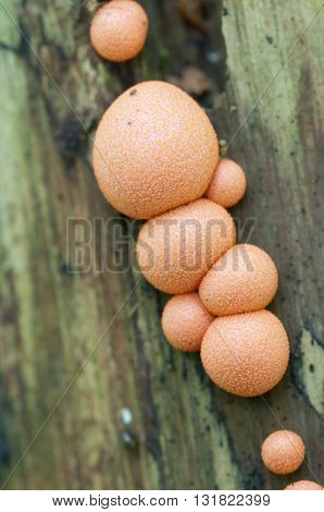Mushrooms (slime mould Lycogala epidendrum) on an old stump
