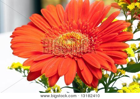 Røde Gerbera