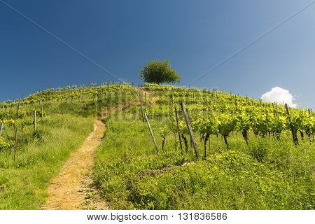 Hill with vineyard at Montevecchia (Lecco Brianza Lombardy Italy) at spring