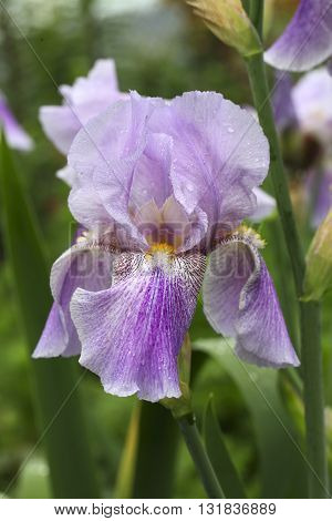 Violet iris flower on green background on garden