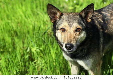 Dog in fresh green grass, close up