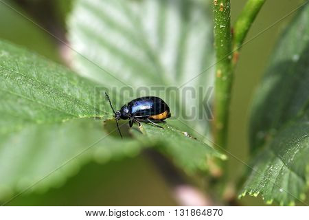 An alder leaf beetle (Agelastica alni) on a leaf.