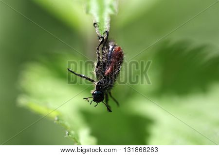 Macro photo of a Garden Chafer (Phyllopertha horticola).
