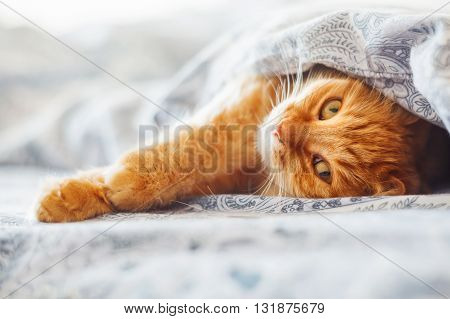 Cute ginger cat lying in bed under a blanket. Fluffy pet comfortably settled to sleep. Cozy home background with funny pet.