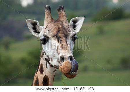 Rothschild's giraffe (Giraffa camelopardalis rothschildi). Wildlife animal. 