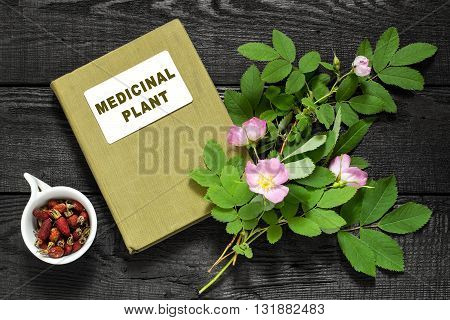 Branch of blossoming rose hips dried briar and herbalist handbook. Used in herbal medicine nutrition horticulture