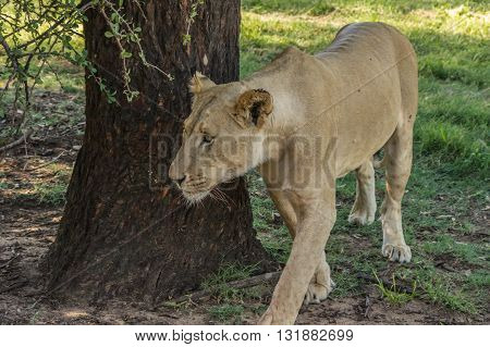 The African Lion is the top predator in the African wild