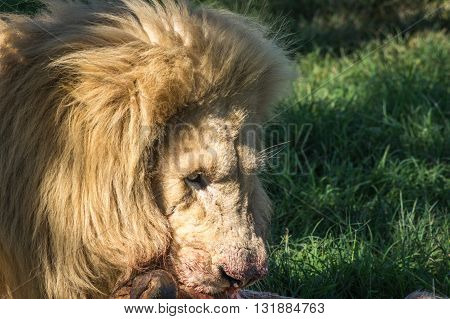 The African Lion is the top predator in the African wild