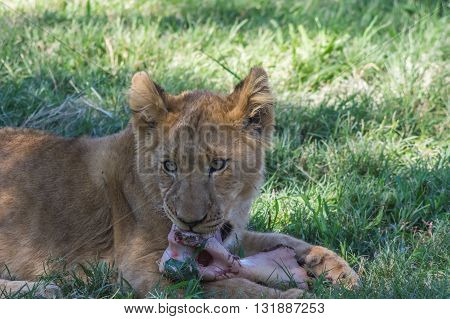 African Lion cub resting and eating a midday meal