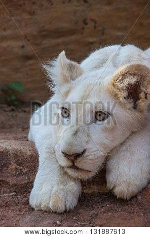 African White Lion cubs relax in the midday sun
