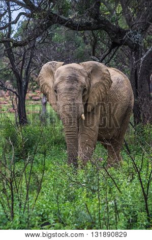 Elephant in the wild at  the Welgevonden Game Reserve in South Africa