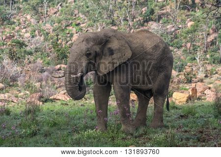 Elephant in the wild at  the Welgevonden Game Reserve in South Africa