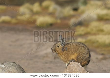 Mountain Viscacha (Lagidium viscasia) resting on a rock in Lauca National Park, northern Chile.