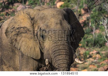 Elephant in the wild at  the Welgevonden Game Reserve in South Africa