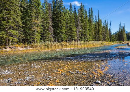 Pine forest in  Rocky Mountains. Beneaped creek autumn in Banff National Park. Canada