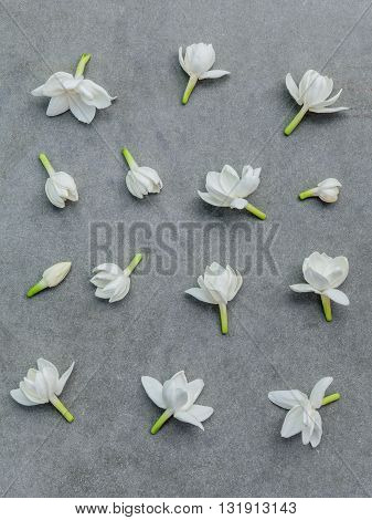 White Jasmine Flowers On Dark Concrete Background. The Delicate Rain Season Flowers.