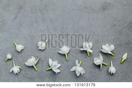White Jasmine Flowers On Dark Concrete Background. The Delicate Rain Season Flowers.