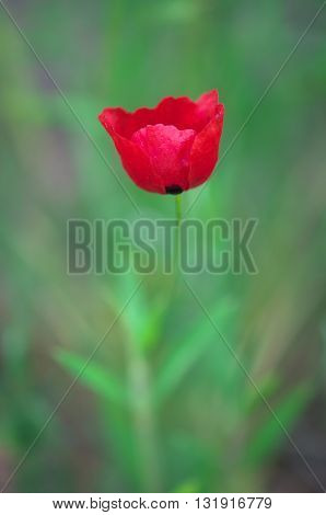 Poopy, Macro photo of opened with red poppies in the spring